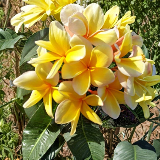 Plumeria Yellow Live Cutting – Frangipani Tropical Plant | Fresh Cut Stem for Propagation | Fragrant Yellow Flowers | Container & Garden Plant