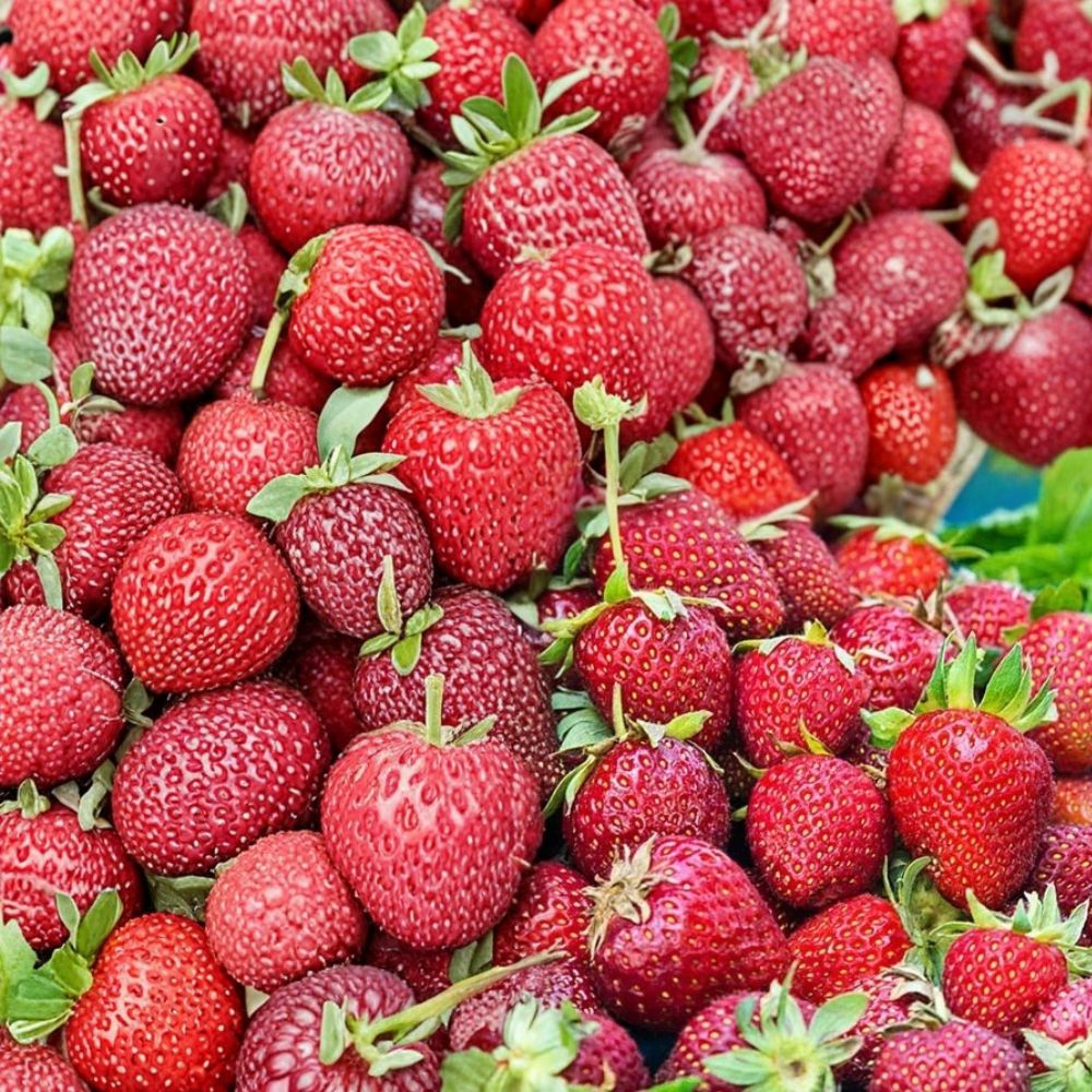 Albion Strawberry Plants – Lot of 25 Bare Root Plants | Day Neutral Variety | Large Sweet Berries | Easy to Grow | Garden & Container Friendly