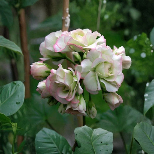 Pelargonium Rosebud Apple Blossom Live Plant | 4 Inch Pot | Rooted Starter Plant | Zonal Geranium | Double Pink & White Flowers