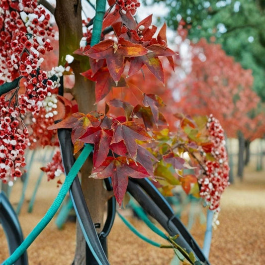 2 Live Trident Maple Plants – Acer buergerianum – 6–12" Tall – 4" Pots | Deciduous Shade Tree | Fall Color | Landscape Tree