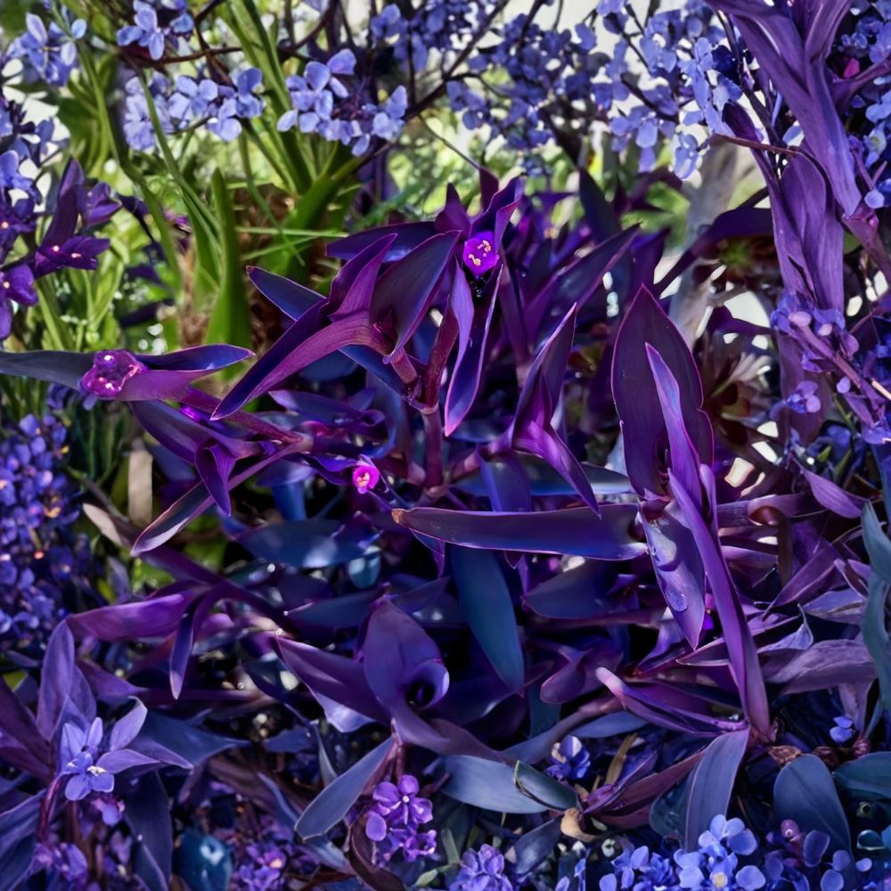 Purple Heart Tradescantia – Tradescantia pallida 'Purpurea' Live Cuttings | 20 Unrooted Cuttings | 4–8 Inches Long | Fast Growing Wandering Plant