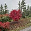 Acer palmatum ‘Emperor 1’ Live Japanese Maple | Red Emperor Ornamental Tree | Glossy Red Foliage | #1 Container Grown