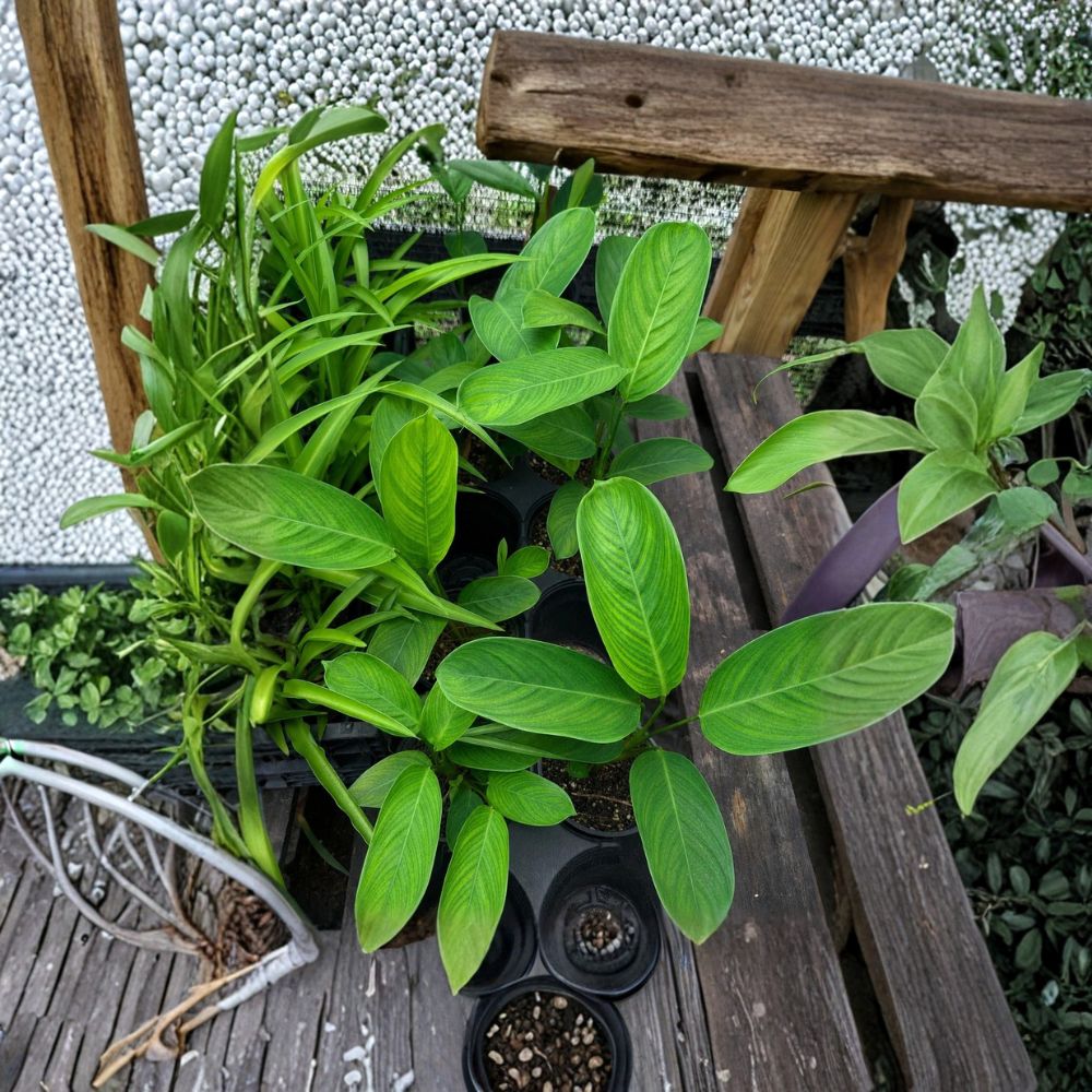 Never Never Plant – Ctenanthe bamburanta Live Houseplant | 4 Inch Pot | Solid Green Prayer Plant | Tropical Indoor Plant