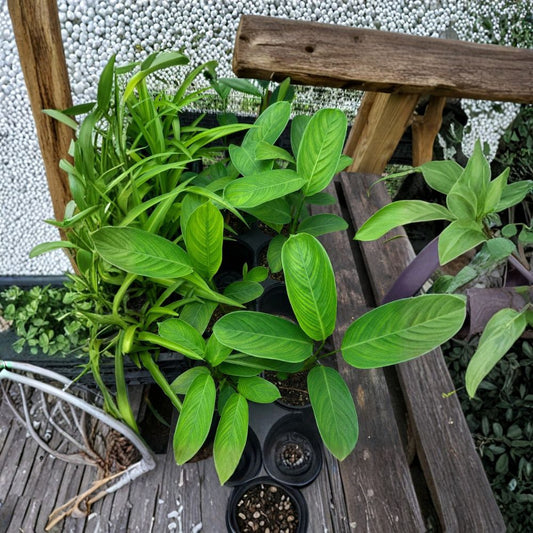 Never Never Plant – Ctenanthe bamburanta Live Houseplant | 4 Inch Pot | Solid Green Prayer Plant | Tropical Indoor Plant