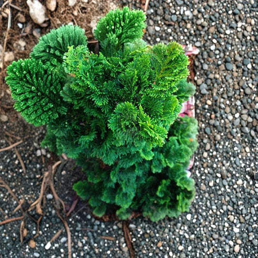 Dwarf Hinoki Cypress Live Plant – Chamaecyparis obtusa ‘Nana Gracilis’ | 2.5 Quart Grow Bag | Evergreen Shrub | 3–4 Feet Mature Height | Japanese Garden Plant | Zones 5–8
