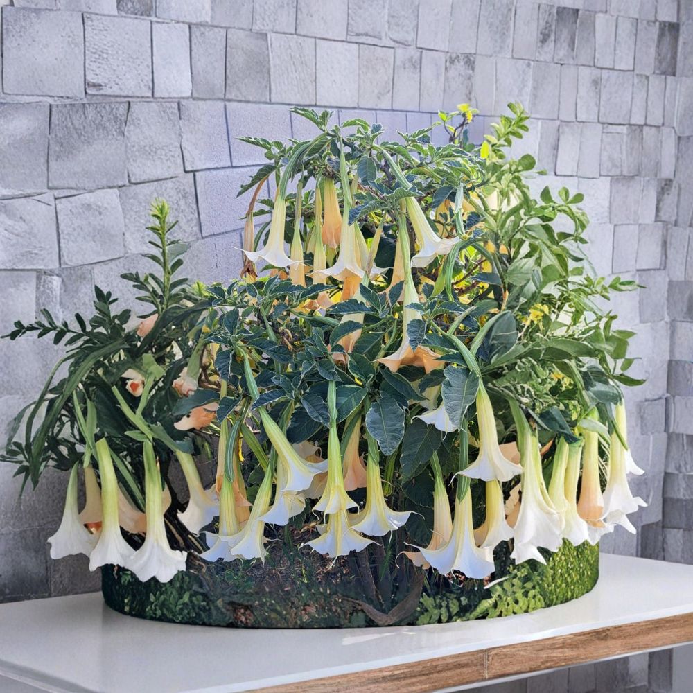Brugmansia 'Mayan Magic' – Variegated Angel's Trumpet Live Rooted Plant | White Blooming Tropical Shrub | Rooted in Nursery Pot | Easy to Grow