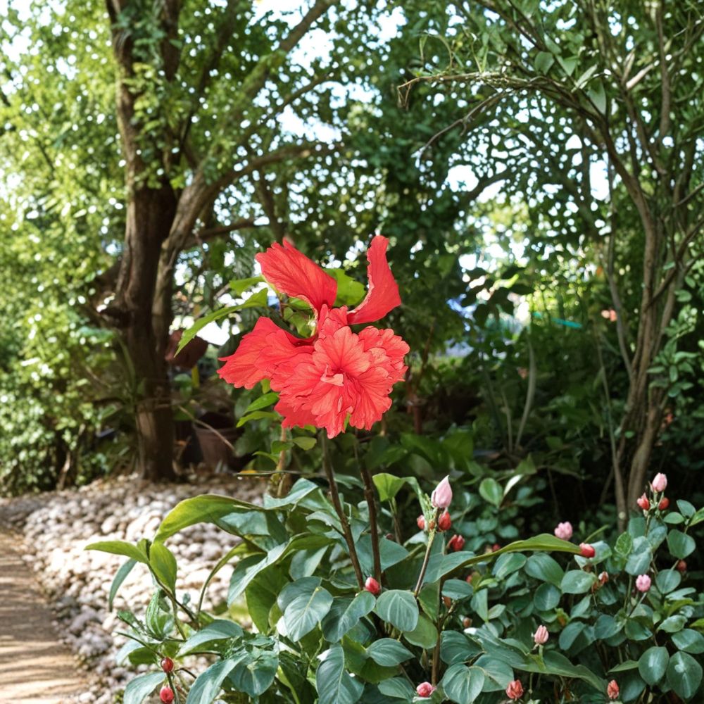 Red Lion's Tail Hibiscus Live Plant | El Capitolio Tropical Hibiscus | Well Rooted Bare Root | Rare Flowering Shrub | Easy to Grow