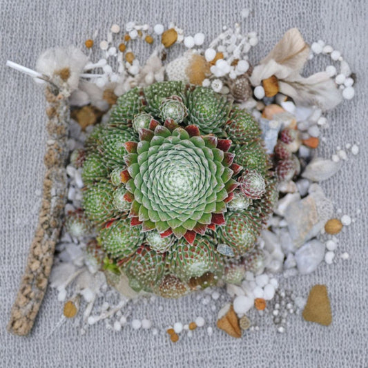 Sempervivum ‘Koko Flanel’ Live Plant – Hens & Chicks Succulent | 4 Inch Pot | Red Pink & Aquamarine Rosette | Cold Hardy Houseleek | Rock Garden Ground Cover