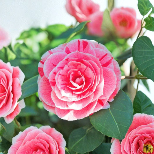Dad's Pink Camellia Japonica – Camellia japonica 'Dad's Pink' Live Starter Plant | Approx. 4L Size | Bare Root Starter | Evergreen Flowering Shrub