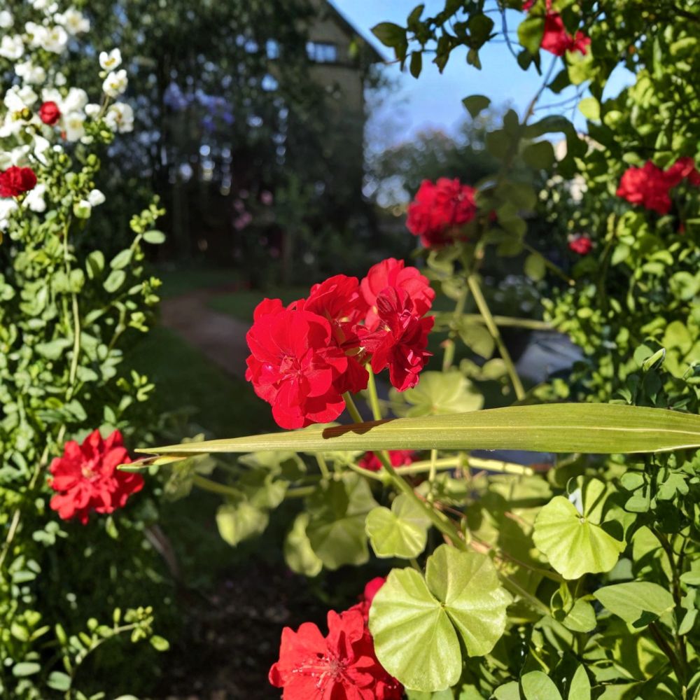 True Red Ivy Geranium – Pelargonium Fresh Cuttings | Set of 5 | 6 Inches Long | Trailing Flowering Plant | Easy to Grow
