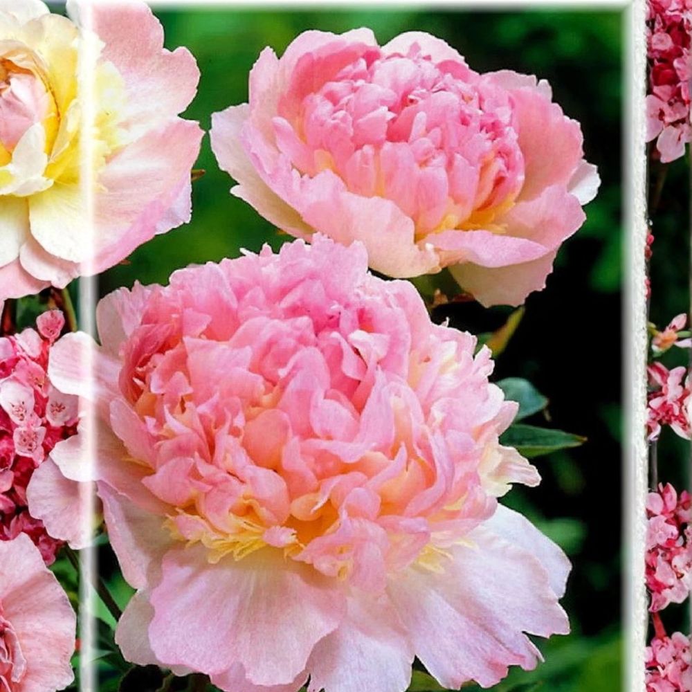 Raspberry Sundae Peony Bare Root – 2–3 Eye Division | Double Pink & Cream Blooms | Hardy Perennial | Fall Planting Ready