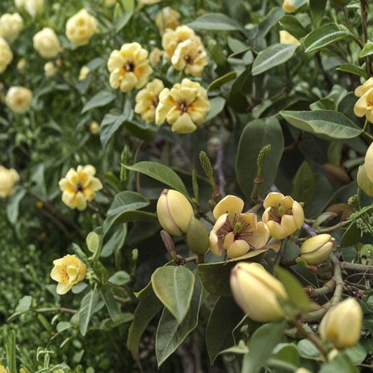 Banana Shrub Michelia Figo Live Plant – Fragrant Flowering Shrub | 8–12 Inches Tall | 4 Inch Pot | Evergreen Garden Plant | Banana-Scented Blooms