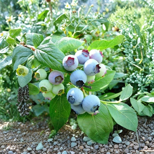 Bluecrop Blueberry Live Plant – Vaccinium corymbosum | 10–16 Inch Highbush Fruit Shrub | Edible Garden Plant | Cold Hardy Berry Bush | Home Orchard