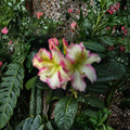 Melrose Flash Rhododendron – Live Evergreen Shrub | 12–15 Inches Wide Field Grown Plant | Hardy to 0°F | Pink Yellow Green Blooms | Colorful Landscape Rhododendron