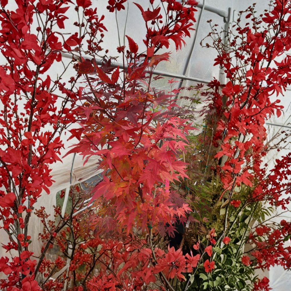 Acer palmatum ‘Tsukasa Silhouette’ Live Japanese Maple | Rare Columnar Maple Tree | Upright Ornamental Acer | #1 Container Grown