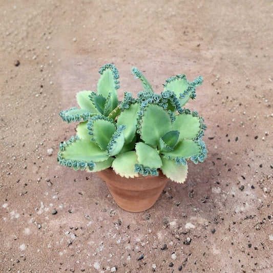 Mother of Thousands Live Succulent Plant – Kalanchoe | 2 Inch Pot | Easy Care Indoor Plant | Tropical Succulent | Hardy Houseplant | Home & Garden Decor