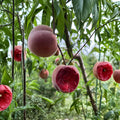 Spring Rain Blood Peach Tree – Live Grafted Seedling | 1 Year Bare Root Fruit Tree | Red Flesh Peach Variety | Early Season Harvest | Backyard Orchard Friendly