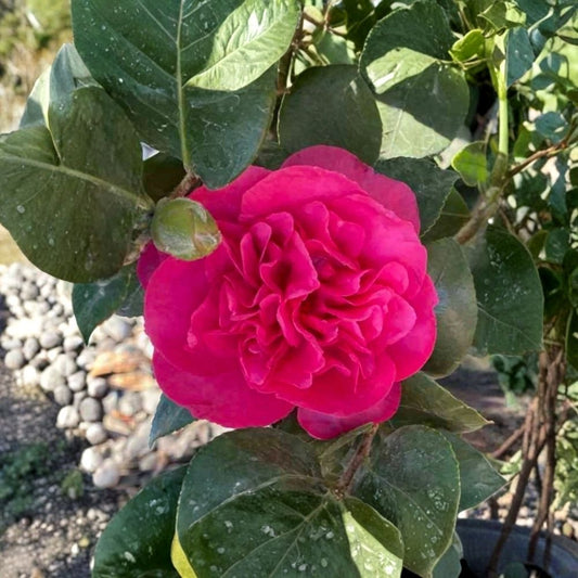 Bonanza Camellia Japonica Live Plant – Well Rooted Starter | Unique Pink Flowering Evergreen Shrub | Hardy Outdoor Garden Plant | Shade Friendly