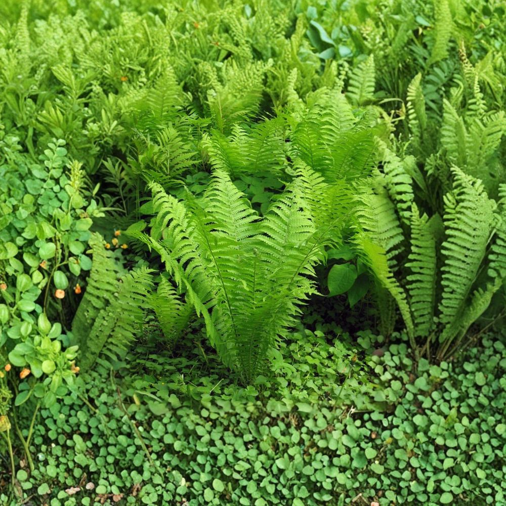Tennessee Ostrich-Glade Fern – Live Bare Root Rhizomes | 5 Rhizomes | Shade Perennial Fern | Woodland Garden | Easy to Grow