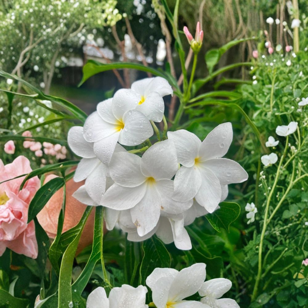 Bridal Bouquet Plumeria – Plumeria pudica Fresh Cuttings | Set of 2 | 6–8 Inches Long | White Frangipani | Tropical Flowering Plant