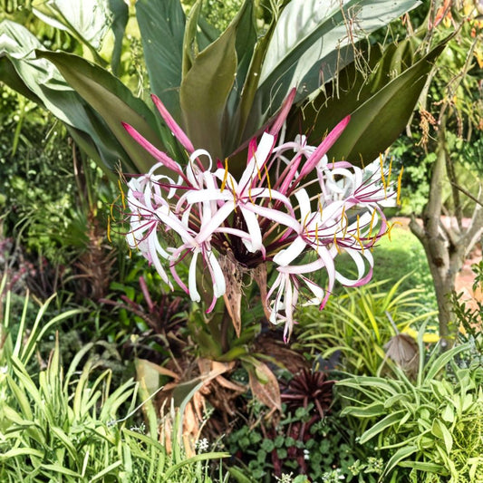 Queen Emma Purple Crinum Lily – 2 Live Bare Root Plants | 12 Inches+ Tall | Tropical Fragrant Flower | Hardy Garden Lily | Easy to Grow