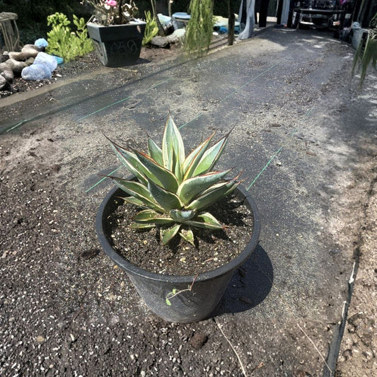 Agave Snow Glow Variegated – Live Succulent Plant in Pot | Green & Yellow Variegated Agave | Ornamental Drought Tolerant Plant | Patio & Garden Succulent