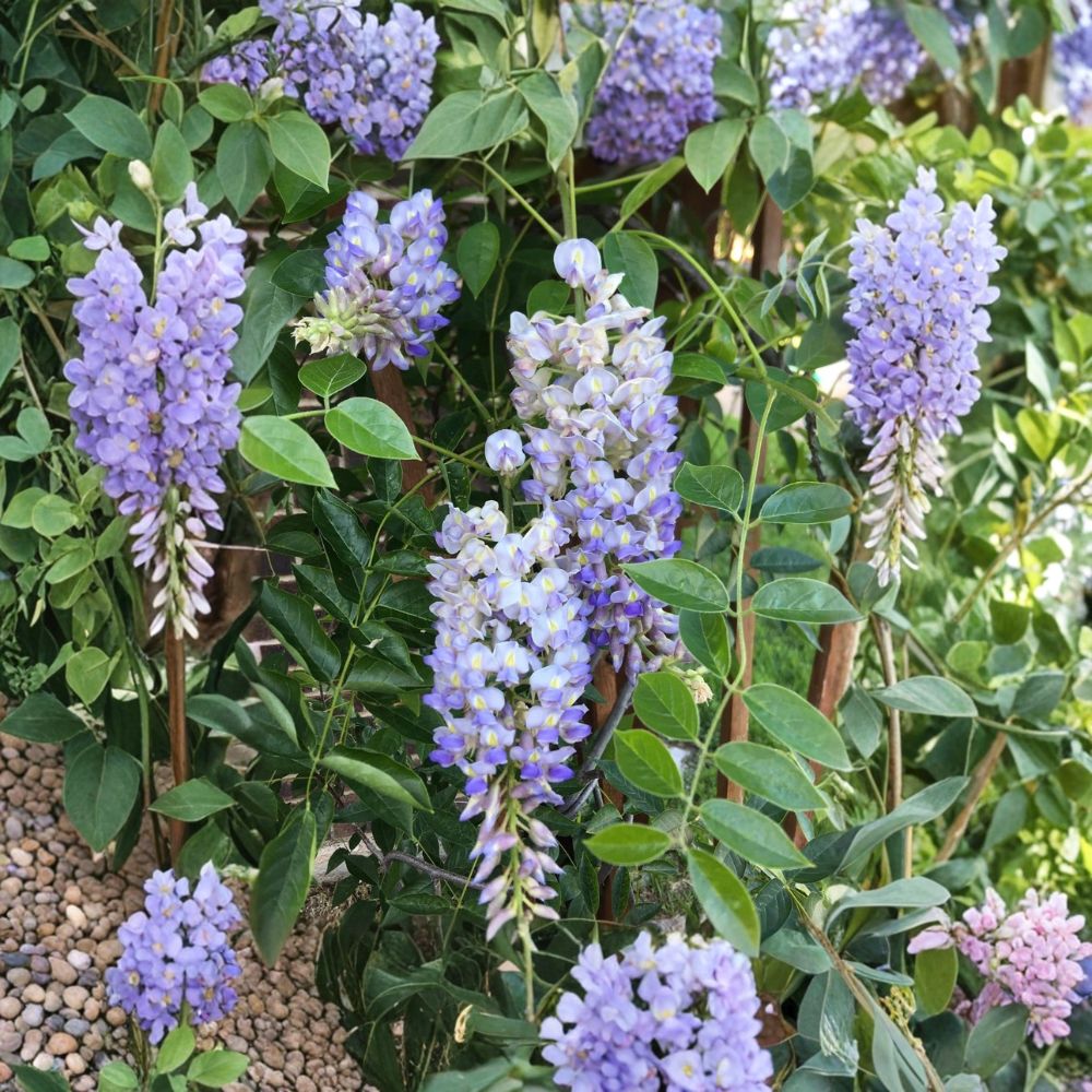 Blue Moon Wisteria – Live Plant | 6–14 Inches Tall | Includes 4" Nursery Pot | Fragrant Blue Flowering Vine | Fast-Growing Perennial
