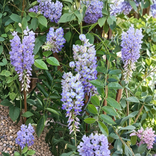 Blue Moon Wisteria – Live Plant | 6–14 Inches Tall | Includes 4" Nursery Pot | Fragrant Blue Flowering Vine | Fast-Growing Perennial