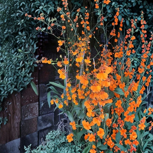 Onc. Gower Ramsey 'Orange Delight' Live Orchid Plant | 3 Inch Pot | Golden Orange Oncidium Orchid | Easy Care Flowering Orchid