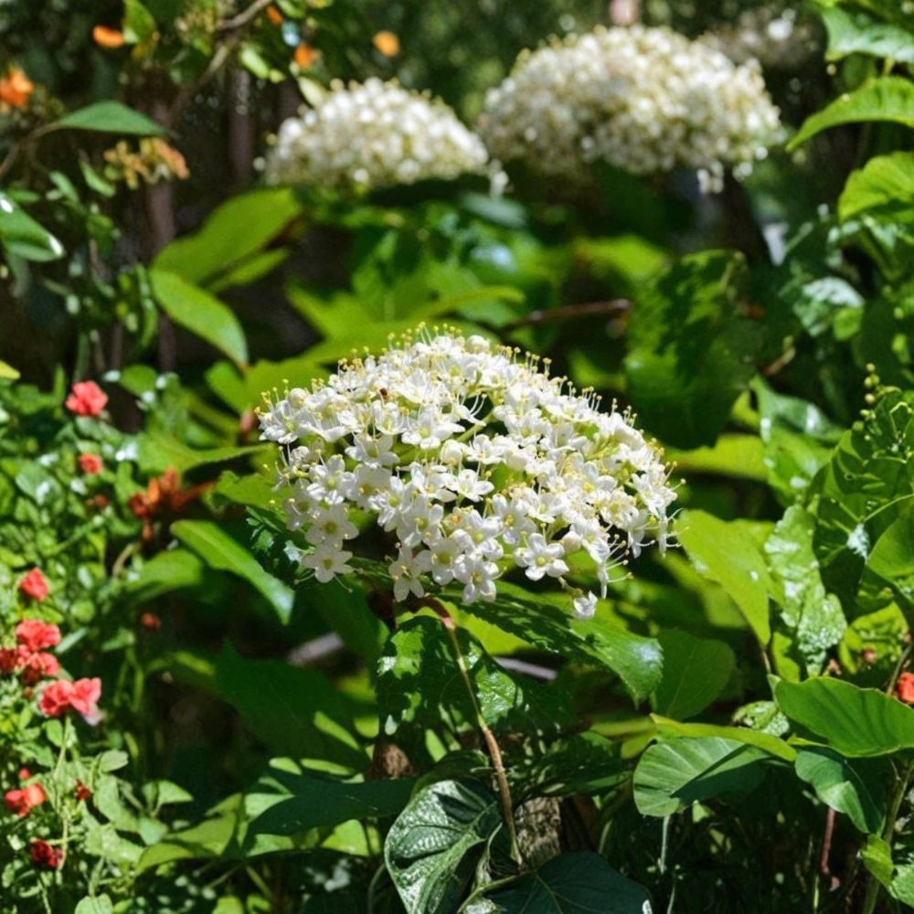 Blackhaw Viburnum – Viburnum prunifolium Bare Root Starter | 12–24 Inches Tall | Native Flowering Shrub | Wildlife Friendly | Easy to Grow
