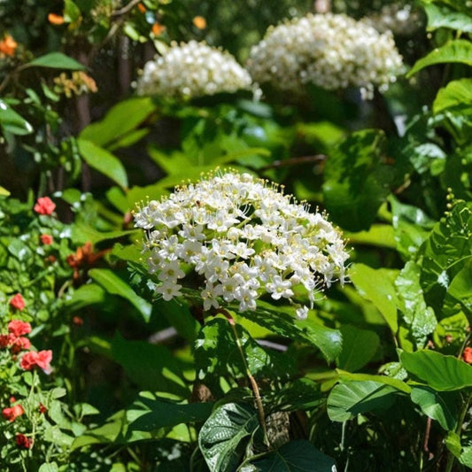 Blackhaw Viburnum – Viburnum prunifolium Bare Root Starter | 12–24 Inches Tall | Native Flowering Shrub | Wildlife Friendly | Easy to Grow