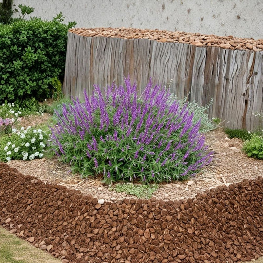 Mexican Bush Sage Live Plant – Salvia leucantha | Fully Rooted 1 Gallon Nursery Plant | 3–4 ft Mature Size | Butterfly & Hummingbird Friendly | Drought Tolerant Garden Plant