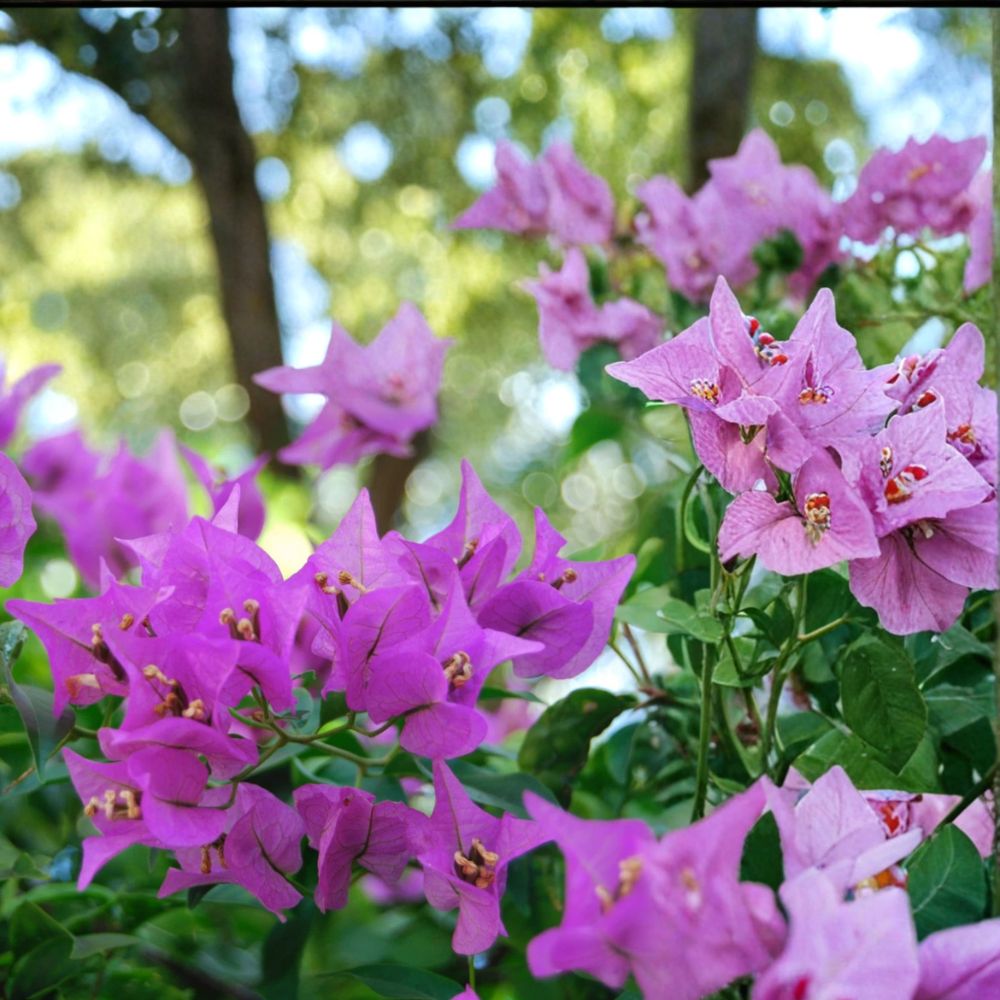 Mixed Bougainvillea Cuttings – Purple, Crimson & Afterglow Pink Orange | Set of 9 | 6–8 Inches Long | Tropical Flowering Vine | Easy to Propagate