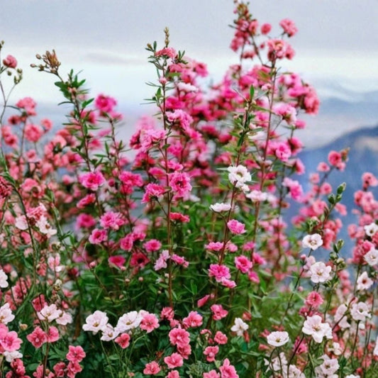 New Zealand Manuka Tea Tree Live Plant – Leptospermum scoparium | 5–7 Inch Starter | Aromatic Evergreen Shrub | Pink Flowers | Full Sun | Indoor & Outdoor Plant