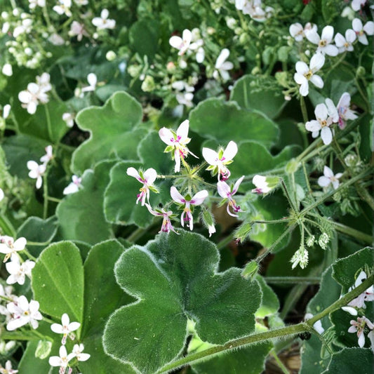Chocolate Mint Scented Pelargonium – Live Plant Cuttings | 3 x 6 Inch Unrooted Cuttings | Rare Fuzzy Geranium | Fragrant Herb | Easy to Propagate