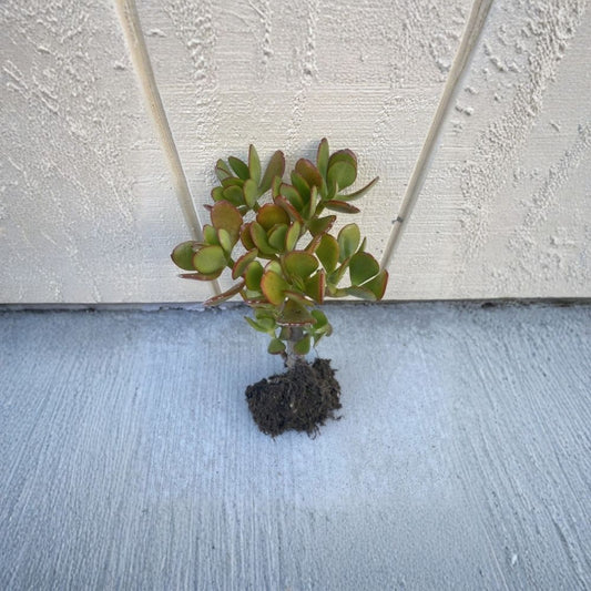 Money Plant Live Plant – Ready to Plant | No Pot | Easy Care Houseplant | Live Green Plant | Home Garden & Indoor Plant