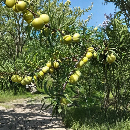 Feng-Tang Plum Tree – 2 Year Grafted Bare Root Fruit Tree | Super Sweet Rock Candy Flavor | Self Fertile Japanese Plum | Backyard Orchard Friendly