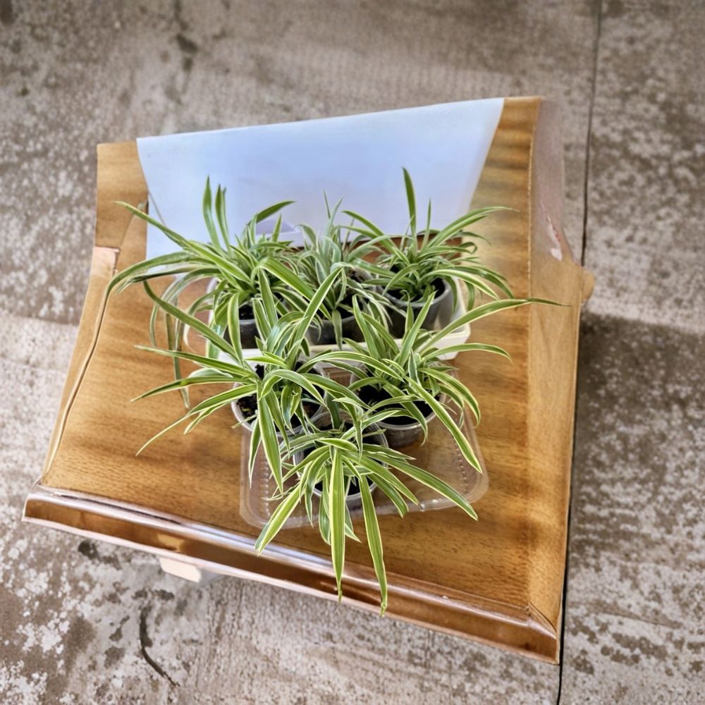 Spider Plant Babies – Chlorophytum Rooted Live Plants | 5–8 Baby Plants | Bare Root | Easy Care Air Purifying Houseplants