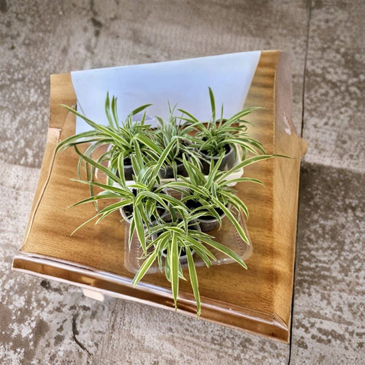 Spider Plant Babies – Chlorophytum Rooted Live Plants | 5–8 Baby Plants | Bare Root | Easy Care Air Purifying Houseplants