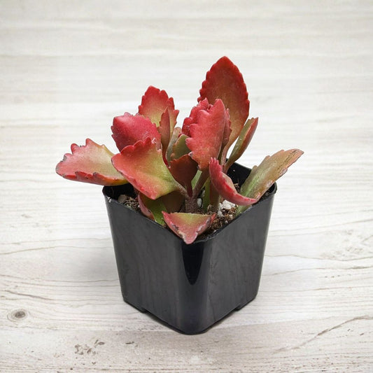 Kalanchoe sexangularis – Red-Leaved Kalanchoe Live Succulent Plant | 2 Inch Pot | Green & Red Foliage | Easy Care Indoor Succulent | Drought Tolerant Plant