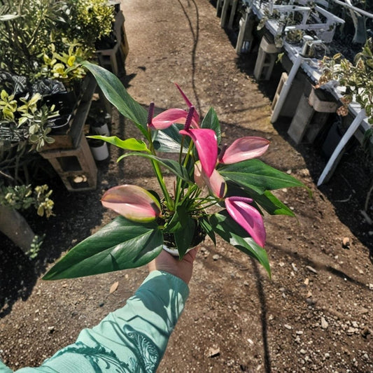 Anthurium Zizou Live Plant | Anthurium andraeanum | Pink Flower Plant | 4 Inch Pot | Tropical Indoor Houseplant | Exotic Foliage