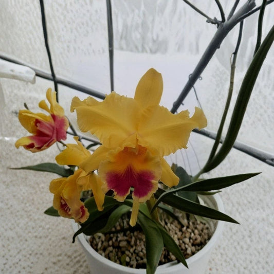 Cattleya Goldenzelle 'Lemon Chiffon' Live Orchid Plant | Fragrant Lemon Yellow Blooms | Mericlone Orchid | Potted Orchid | Orchid Collector Plant