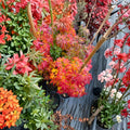 Acer palmatum ‘Orange Dream’ Live Japanese Maple | Golden Yellow Foliage Tree | Red Edged Ornamental Maple | #1 Container Grown