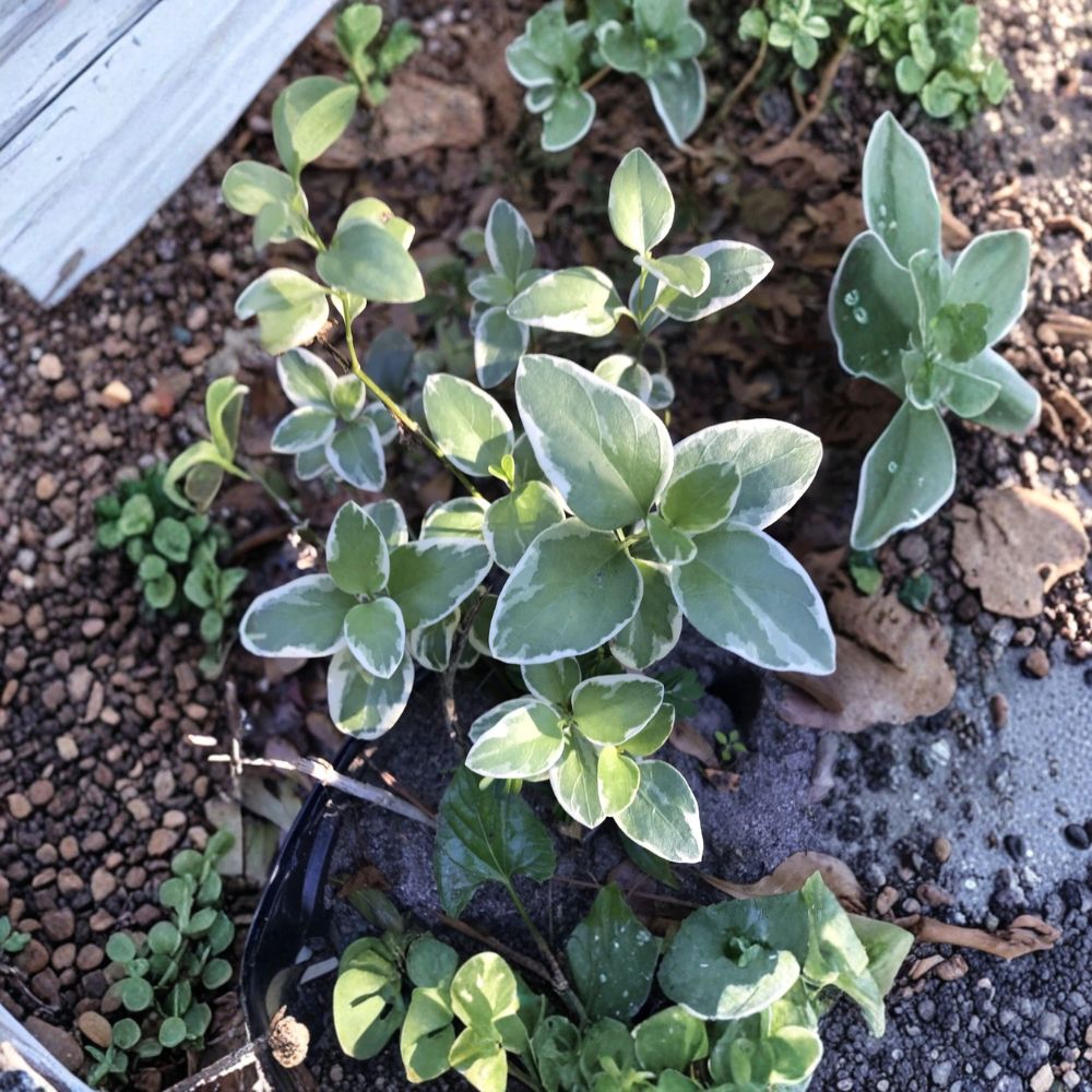 Variegated Vinca Periwinkle Live Plants | 6 Bare Root Trailing Vines | 8–10 Inches Long | Evergreen Ground Cover | Purple Spring Blooms