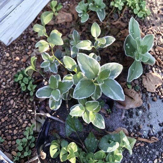 Variegated Vinca Periwinkle Live Plants | 6 Bare Root Trailing Vines | 8–10 Inches Long | Evergreen Ground Cover | Purple Spring Blooms