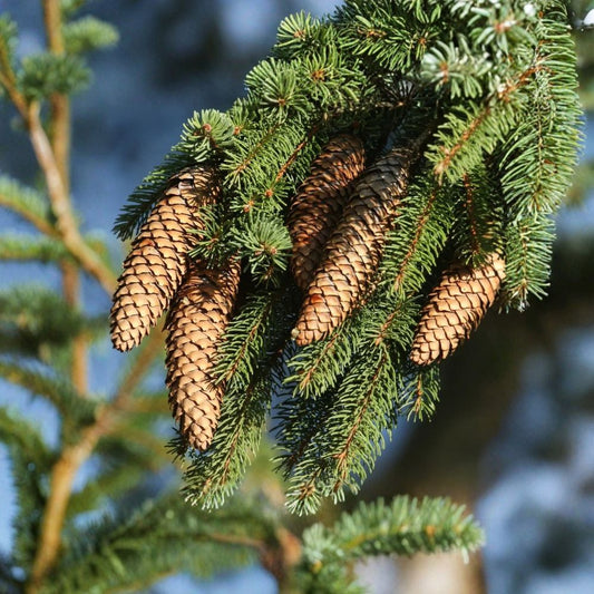 Sitka Spruce Tree – Picea sitchensis Bare Root Starter | 6–12 Inches Tall | Live Evergreen Tree | Fast Growing | Easy to Grow