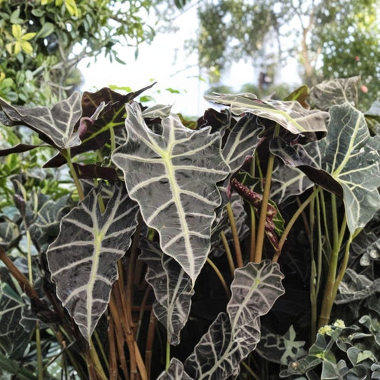 Alocasia Amazonia Live Plant – 2 Ft Tall Tropical Elephant Ear | African Mask Houseplant | Dark Green Veined Foliage | Ships Without Pot