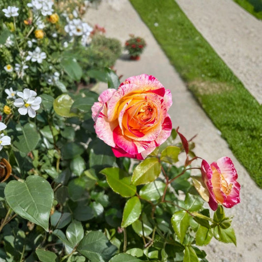 Camille Pissarro Delbard Rose – Fresh Unrooted Cuttings | Set of 3 | 5 Inches Long | Multicolored Rose | Easy to Propagate
