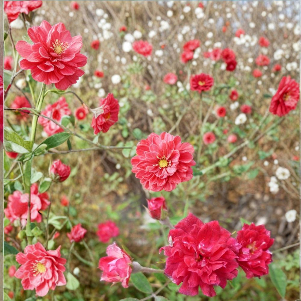 Little Juan Miniature Rose – Rosa 'Little Juan' Live Bare Root Plant | Micro Mini Red Rose | Fragrant Repeat Bloomer | Easy to Grow