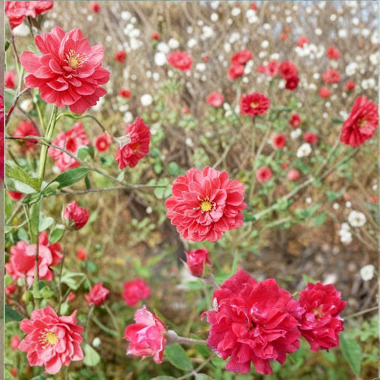 Little Juan Miniature Rose – Rosa 'Little Juan' Live Bare Root Plant | Micro Mini Red Rose | Fragrant Repeat Bloomer | Easy to Grow